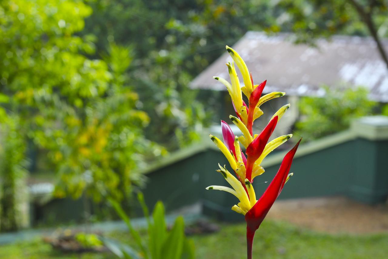 Blue Magpie Lodge Sinharaja Kudawe Exteriér fotografie